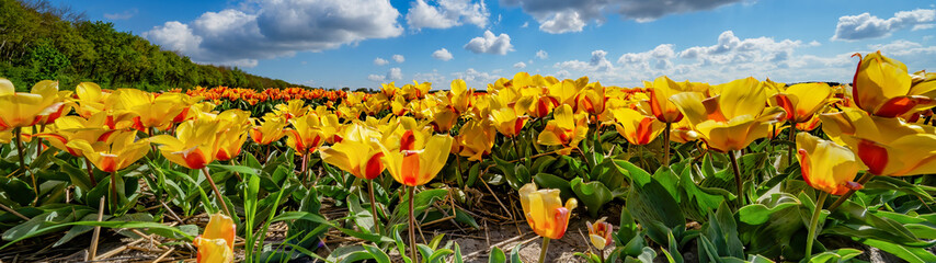 Wall Mural - Panoramic landscape of yellow orange beautiful blooming tulip field in Holland Netherlands in spring with blue sky and clouds, illuminated by the sun - Tulips flowers background banner panorama
