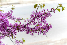 Judas Tree (lat. Cercis Siliquastrum) Blossoms In Springtime. Purple Flowers On Redbud Tree. Cercis Canadensis. Cercis Siliquastrum