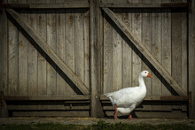 Closeup Shot Of A White Goose Walking In Front Of A Barn