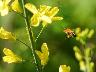 Canvas Print - bee on yellow flower