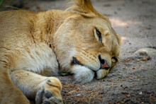 Beautiful Shot Of A Lion Sleeping