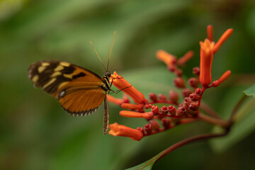 Canvas Print - Closeup shot of a butterfly on a red flower