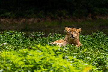 Wall Mural - Beautiful shot of a lion surrounded by grass