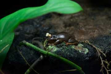 Canvas Print - Closeup shot of sphagnum frog in nature