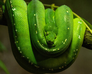Canvas Print - Beautiful shot of a Green tree python