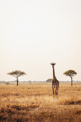 Poster - Vertical shot of a giraffe in a field in Kenya