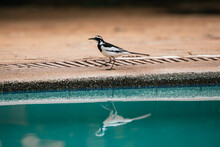 Wagtail With Its Reflection In The Pool In Kenya