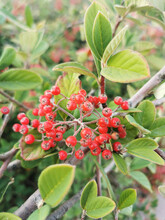 Vertical Shot Of Firethorn Berries With Green Leaves On A Blurred Background
