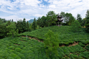 Sticker - View of the tea plantation in Anhui, China.