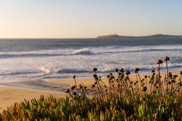 Sticker - Beautiful view of wild plants near the sandy beach in Half Moon Bay on the California coast