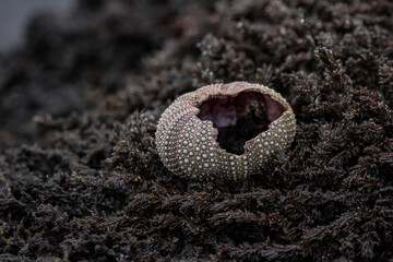 Macro shot of a broken sea urchin on a moss-covered rock on the Oregon Coast