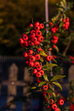 Branch Of A Scarlet Firethorn With Berries In The Blurred Background