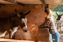 A Young Woman Feeding Hay To A Donkey In A Stable.