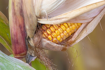 Poster - Closeup of corn in a field on a sunny day