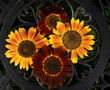 Top down photo of Gorgeous 'Ring of fire' five inch sunflowers surrounded by chocolate cherry sunflowers on a decorative garden bench.