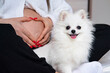 Young pregnant woman waiting for a baby resting on the bed, belly close-up, Pomeranian dog nearby. Hands on the stomach in the shape of a heart.