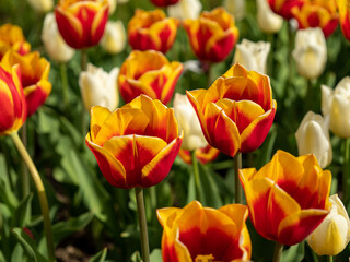 Wall Mural - Multicolored tulips. Tulips of different colors. Flowerbed of tulips.