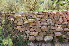 Stone Wall For The Fields, Surrounded By Olive Trees.