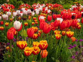 Wall Mural - Multicolored tulips. Tulips of different colors. Flowerbed of tulips.