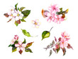 Apple blossom, flowering cherry flowers sakura . Watercolor set of spring flowers