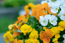 Mix Of Orange, Yellow And White Pansy Blossoms. Copy Space. Focus On The Left White Blossom In The Middle.