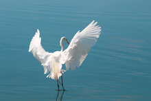 White Egret In Flight