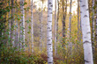 Colorful Swedish birch forest in autumn