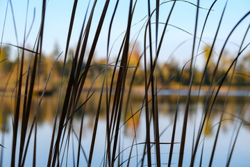 Poster - Swedish forest lake in autumn