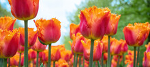 Panoramic Landscape Of Orange Beautiful Blooming Tulip Field In Lisse KEUKENHOF Holland Netherlands In Spring With Trees, Illuminated By The Sun - Close Up Of Tulips Flowers Background Banner Panorama