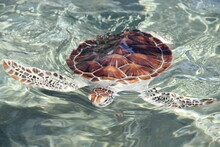 Turtle In Water