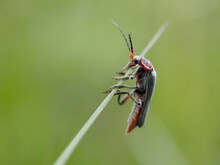 Macro Photo Of Cantharis Fusca (soldier Beetle) Holding Onto A Grass