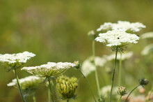 Closeup Of Wild Carrot Flowers With Green Blurred Background