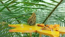 Butterfly Drinks Nectar From Orange Fruits At Tropical Butterflies Garden. Caligo Telamonius Memnon Or Giant Owl Butterfly