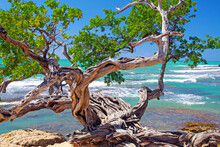 Beautiful Coast Landscape With Twisted Crooked Gnarled Old Buttonwood Tree On Rock, Turquoise Caribbean Sea Waves, Blue Sky - Treasure Beach, Jamaica
