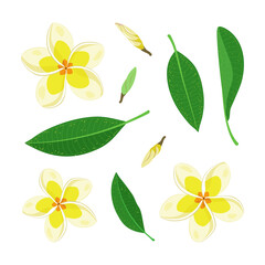 Wall Mural - a set of flowers and leaves of frangipani or plumeria. exotic tropical floral elements for decoratio