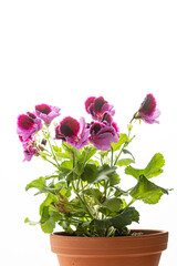 Poster - Pink magenta purple pelargonium flower