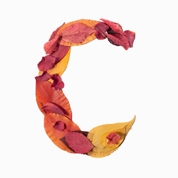 letter C autumn leaves isolate on white background