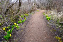Dirt Trail Through A Wetland Forest On A Spring Day, Adventure In The Woodland, Blooming Skunk Cabbage Along The Trail
