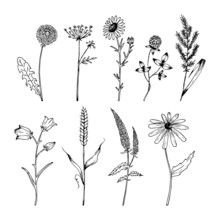 Hand Drawn Wildflowers Set In Realistic Style. Wildflowers Sketch. Outline.