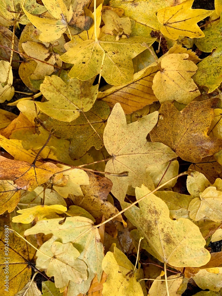 2 Stück Herbst Girlande Mit Ahornblättern - 200cm Deko Für Thanksgiving