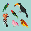 group of exotic birds