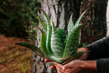 Manos Sosteniendo Planta De Aloe Vera Sobre Fondo Textura Bosque