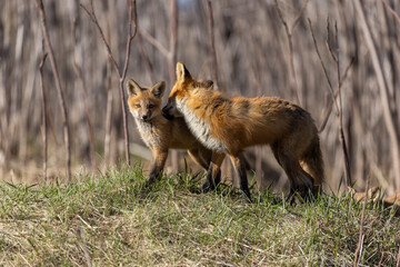 Wall Mural - Red fox family in spring