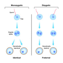 Scientific Designing Of Differences Between Monozygotic And Dizygotic Twins Formation. Identical And Fraternal Twins. Colorful Symbols. Vector Illustration.
