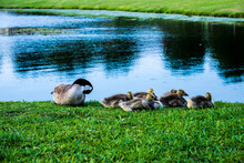 Canadian Geese Resting On The Grass