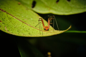 Wall Mural - lynx spiders family oxyopidae