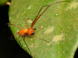 Wall Mural - lynx spiders family oxyopidae