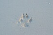 dow paw print in the beach sand