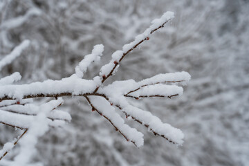 Wall Mural - Fresh snow on tree branch