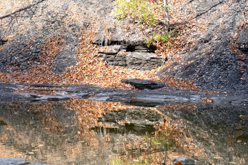 Wall Mural - Leaves and reflections in stream